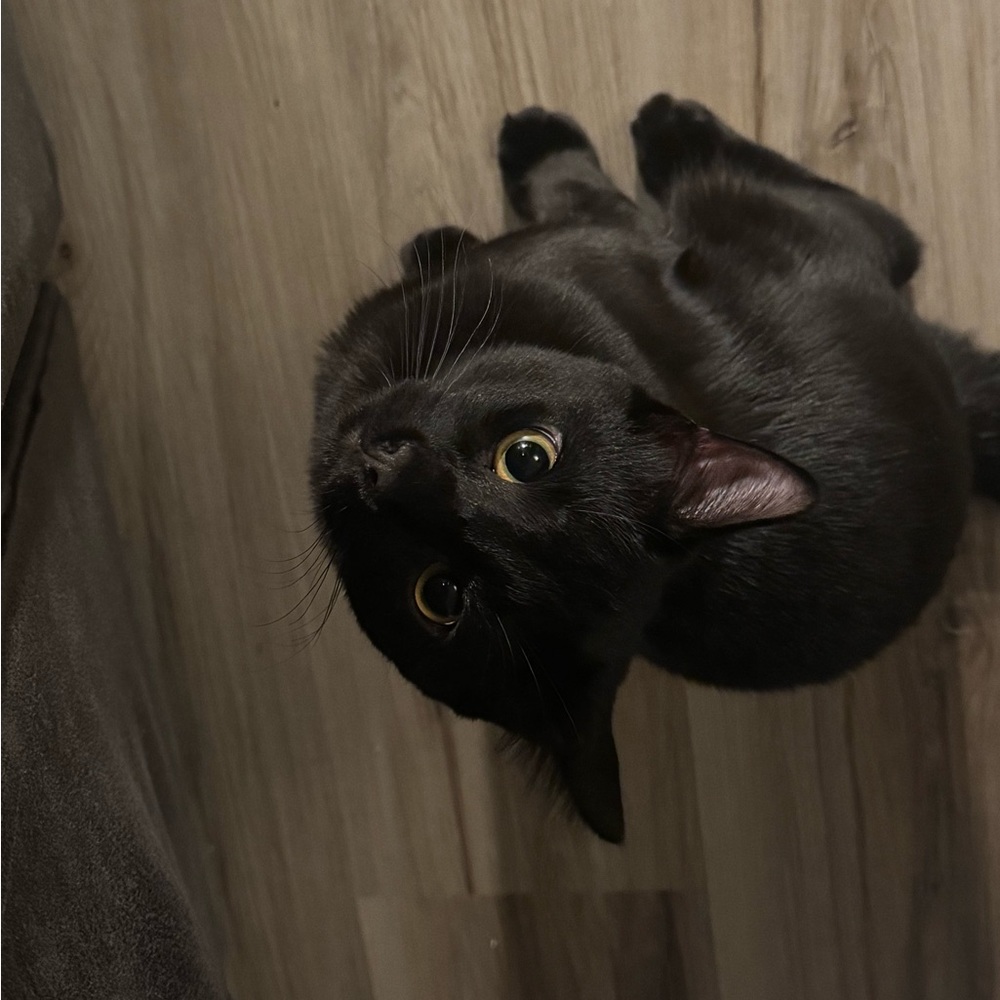 Meet your Posher, Andres